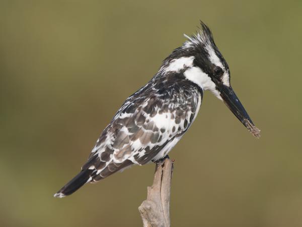 <h3><a href="/trips/gambia/biota/animalia/chordata/aves/037 coraciiformes/003 alcedinidae/ceryle rudis/ceryle rudis-nl.html">Ceryle&nbsp;rudis</a> / Pied&nbsp;kingfisher / Bonte&nbsp;ijsvogel</h3>OM-1 Mark II met OLYMPUS M.150-400mm F4.5, 1/2000 sec  bij F4.5, ISO 640, afstand 5.69&nbsp;m